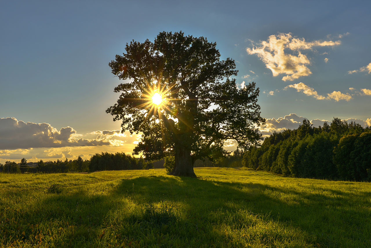 Tamme-Lauri oak. The oldest tree in Estonia