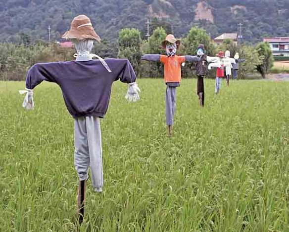 Scarecrows out standing in a field